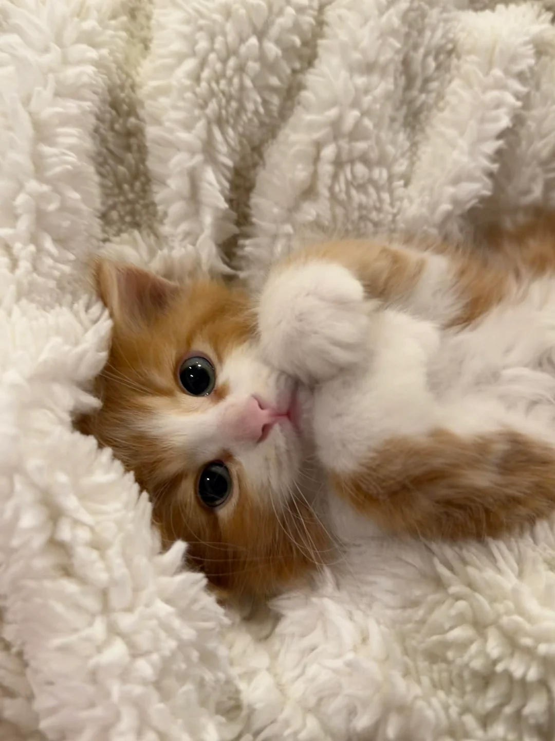 Shart lying on his back on a fluffy white blanket, paws tucked near his face