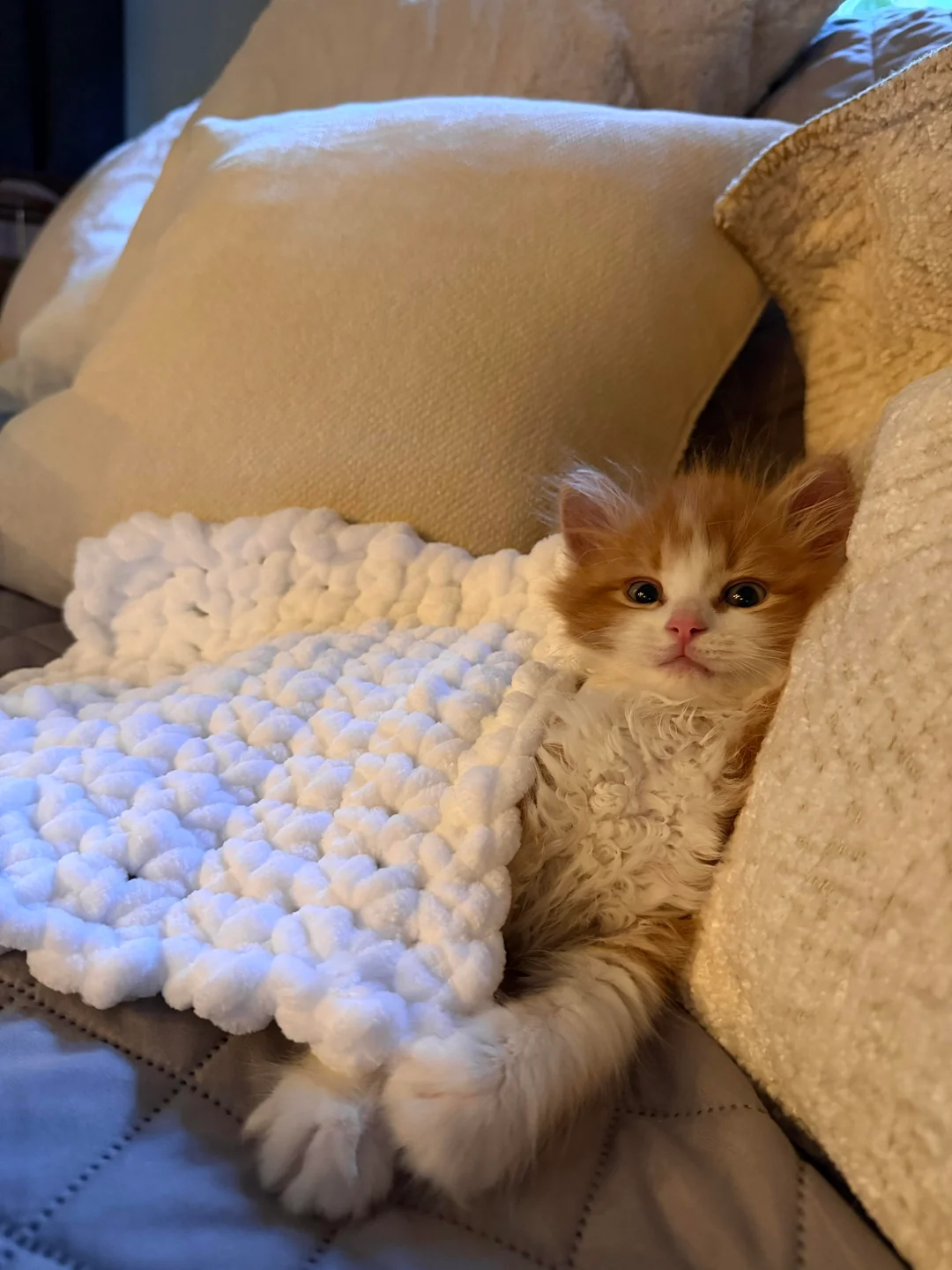 A healed Shart tucked cozily into a chunky knit blanket on a couch