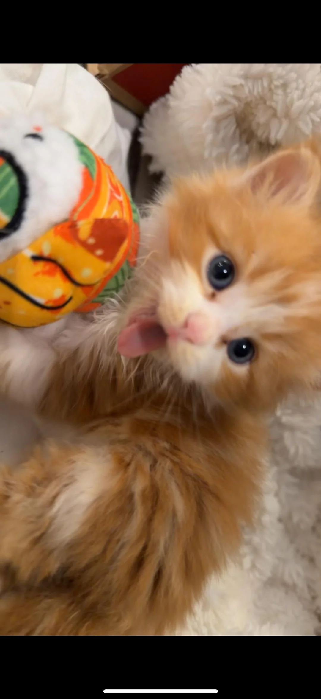 Shart doing a tiny tongue blep beside a colorful plush toy