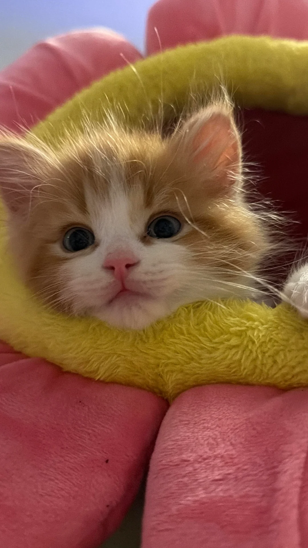 A very young Shart peeking out of a soft yellow flower plush