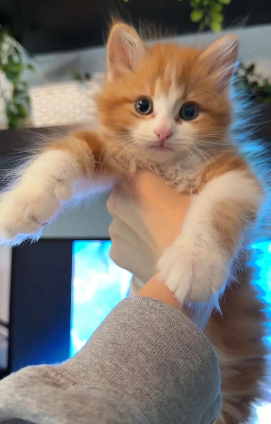 Shart, a fluffy orange and white kitten, held up toward the camera with his paws out