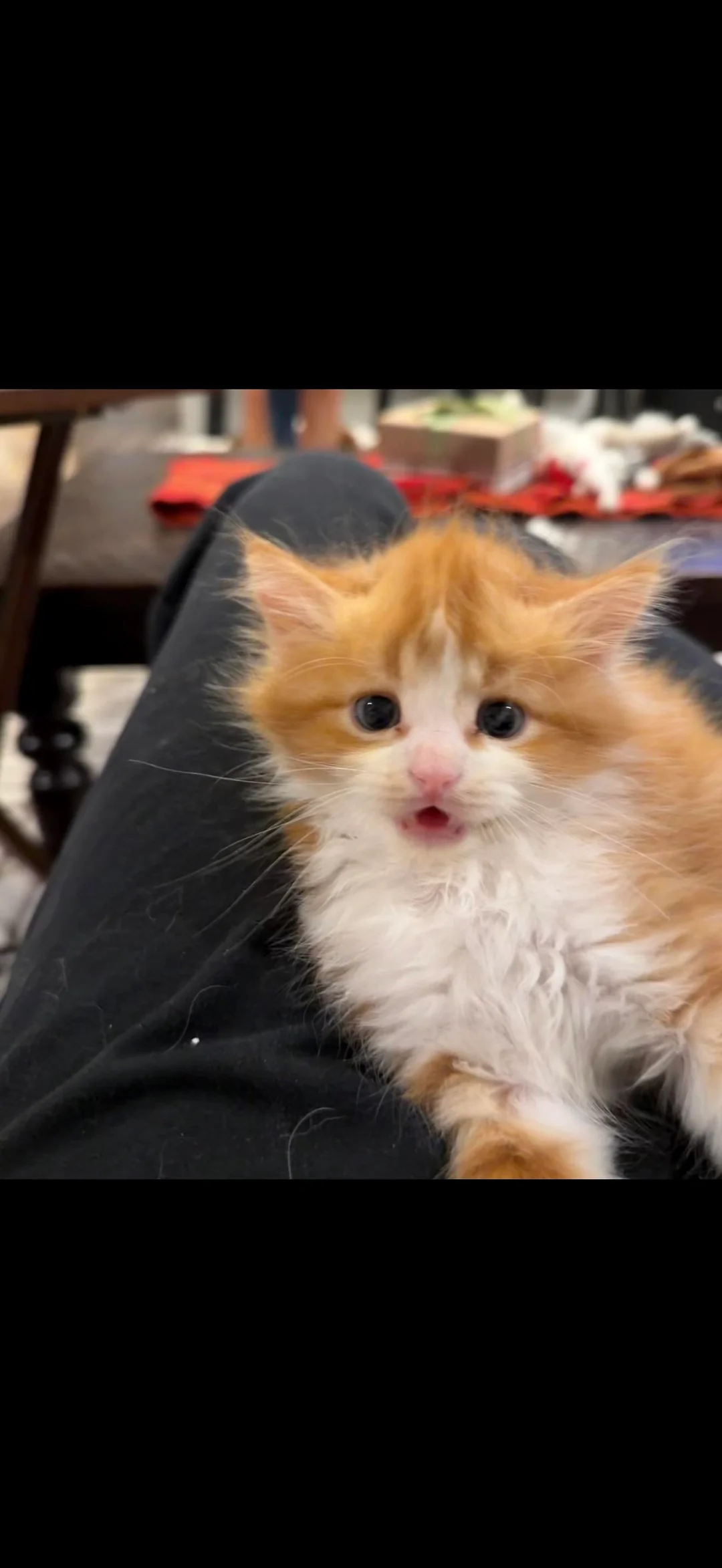 Shart sitting on a lap looking up at the camera
