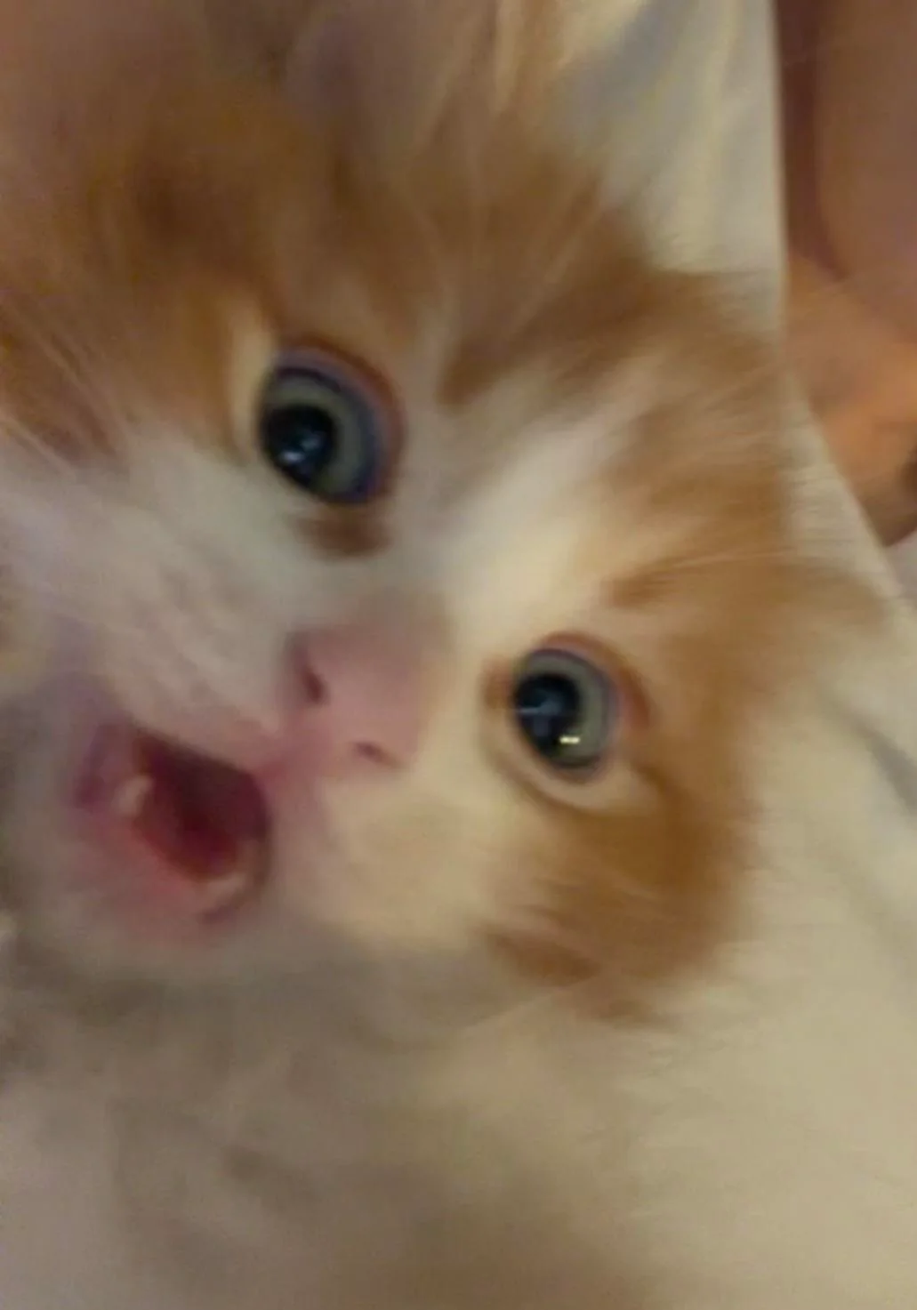 A close-up of Shart with a wide-eyed, startled expression