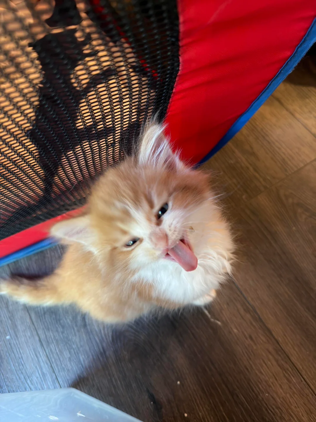Shart looking up with his tongue out beside a red and blue play tent