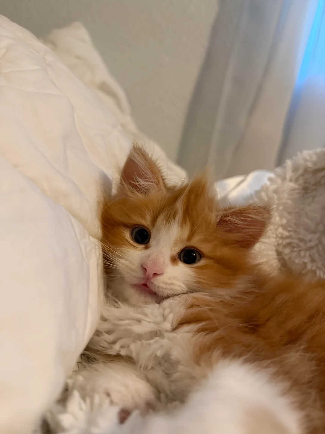 Shart resting on a soft white blanket by a window, recovering