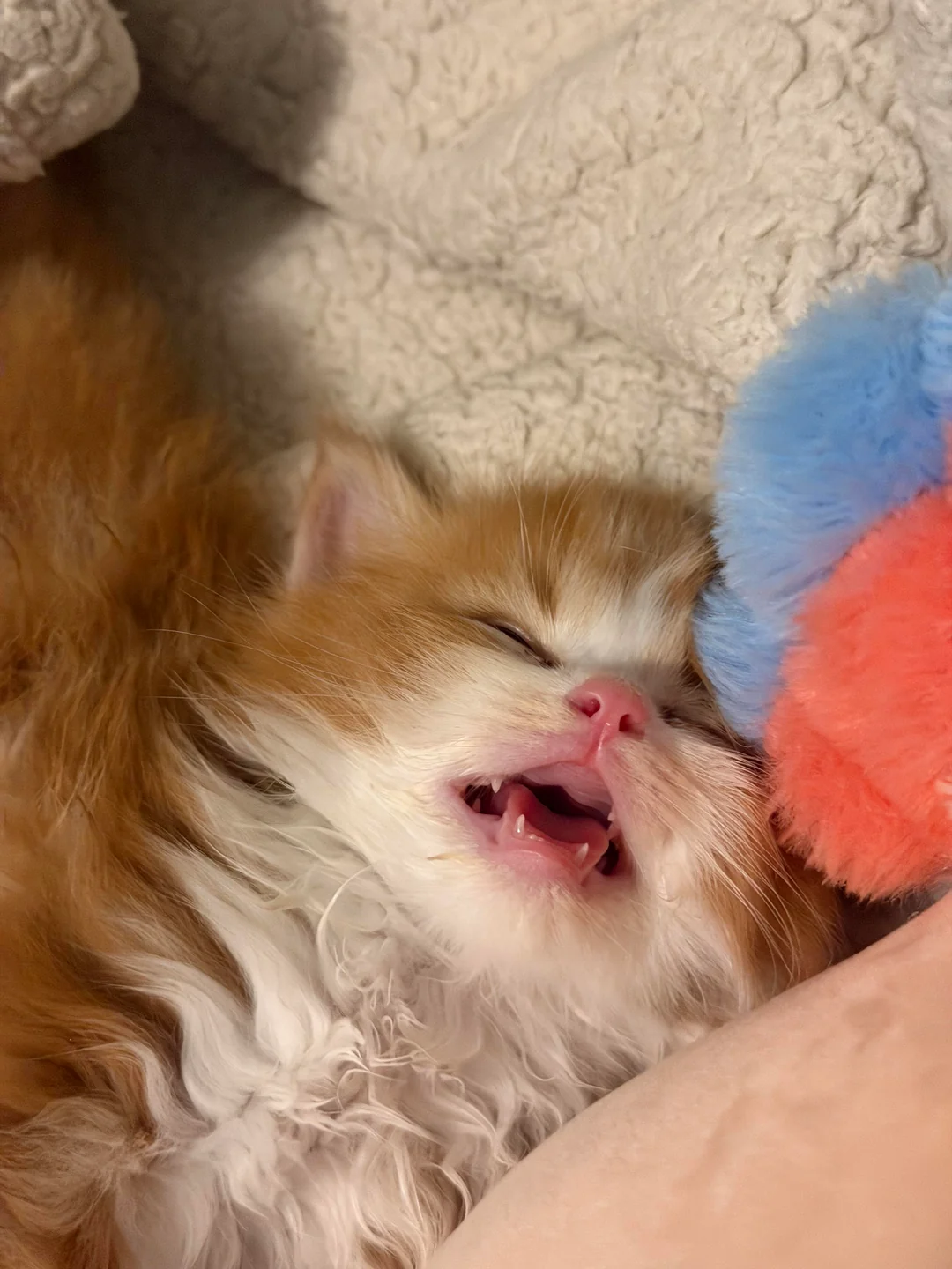 Baby Shart yawning with tiny teeth, curled up next to a pom-pom toy